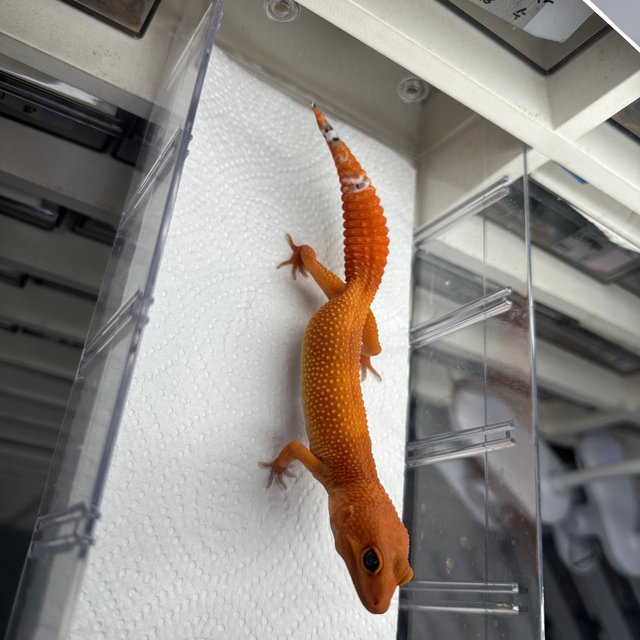 만다린 텐저린 캐롯