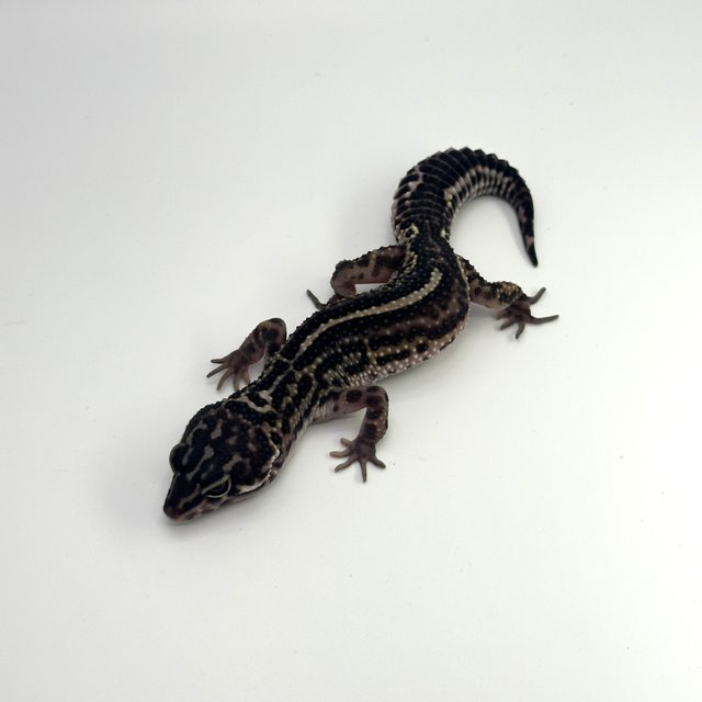 스노우 볼드 블랙나이트