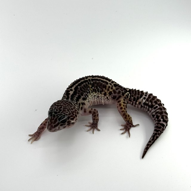 스노우 블랙나이트