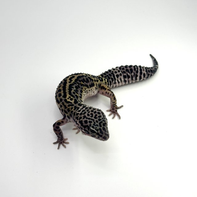 스노우 블랙나이트