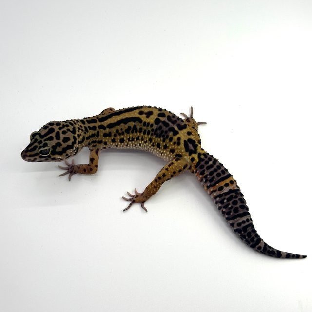 스노우 다크 볼드