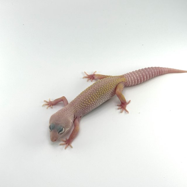 디아블로블랑코