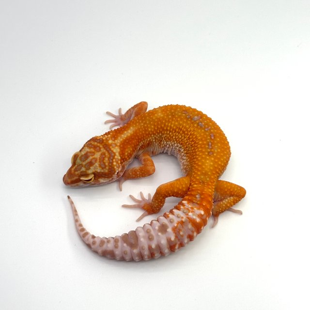 블러드 트램퍼알비노