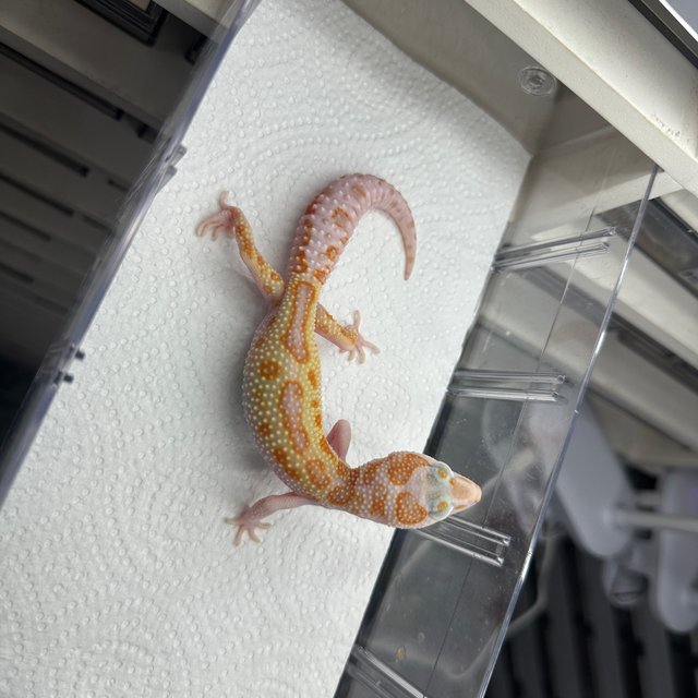 스노우 트램퍼알비노 W&Y