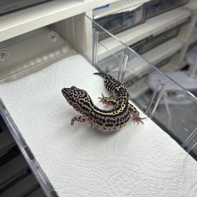 스노우 이클립스