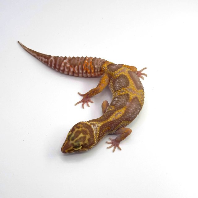 스노우 트램퍼알비노