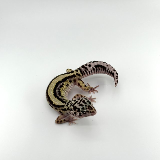 스노우 볼드 스트라이프