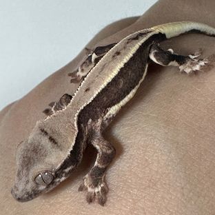 L1118A