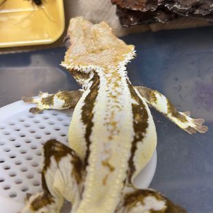 L01