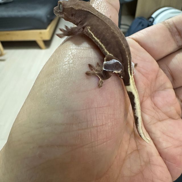 팬텀 다크