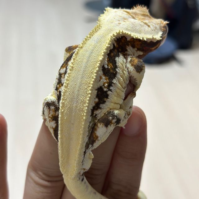 릴리화이트
