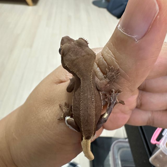 팬텀 다크