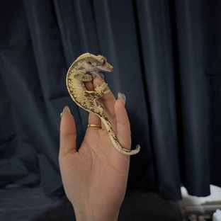 할리퀸 익스트림할리퀸 트라이