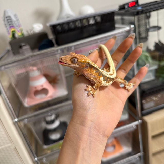 프라푸치노 텐저린