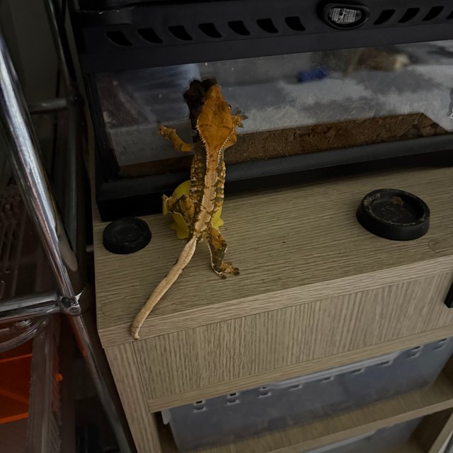 트라이 익스트림할리퀸 텐저린