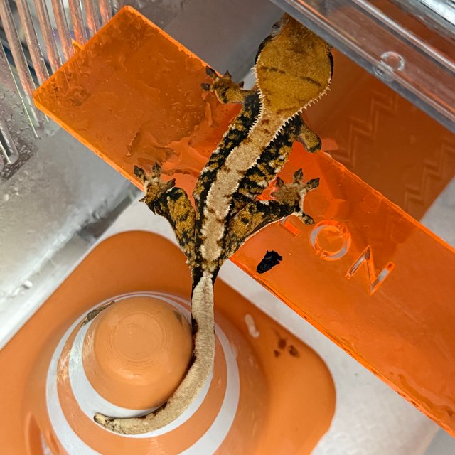 트라이 익스트림할리퀸 텐저린