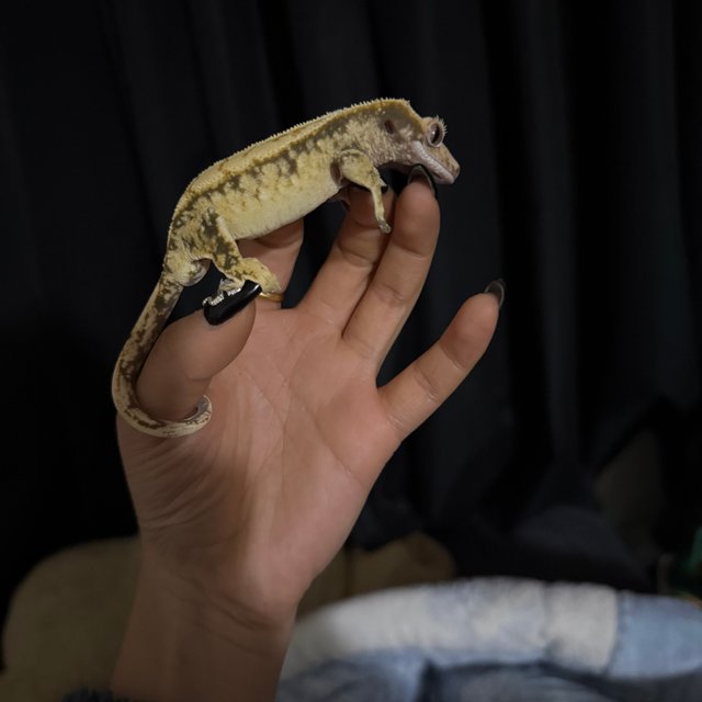 할리퀸 익스트림할리퀸 트라이