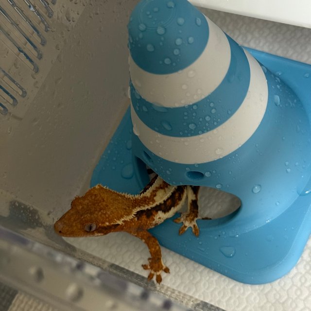 프라푸치노 텐저린