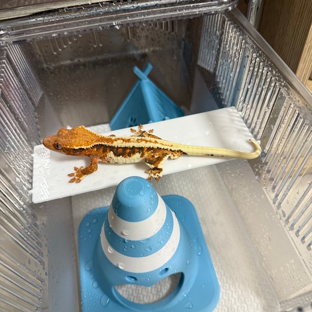 프라푸치노 텐저린