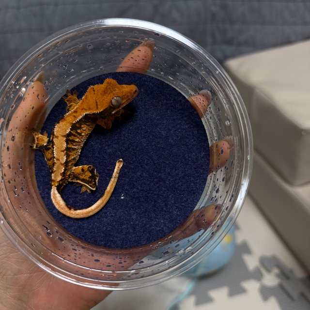 트라이 익스트림할리퀸 텐저린