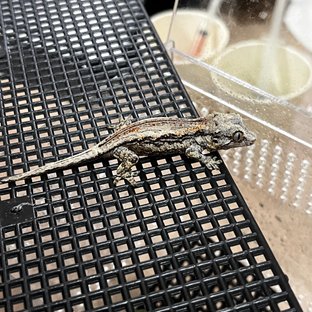 레드 스트라이프