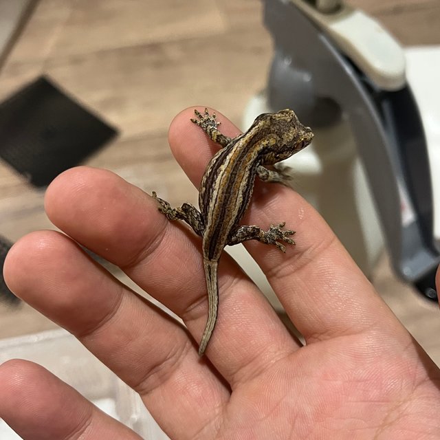 레드 스트라이프