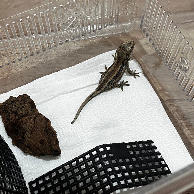 레드 스트라이프