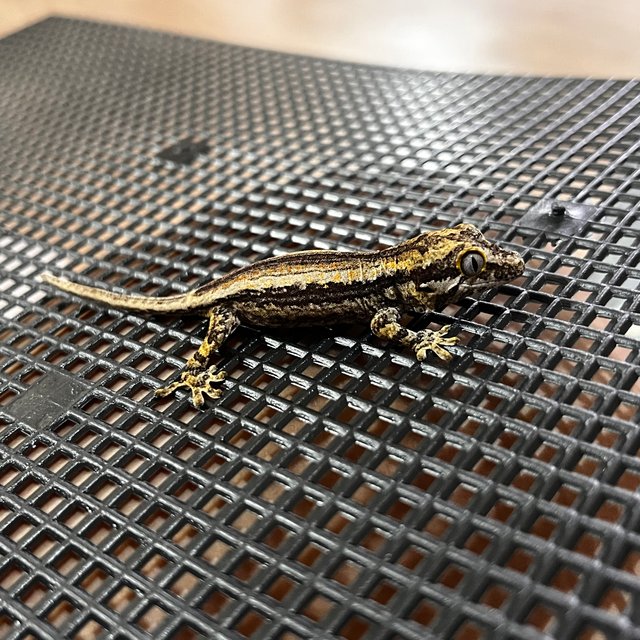 레드 스트라이프