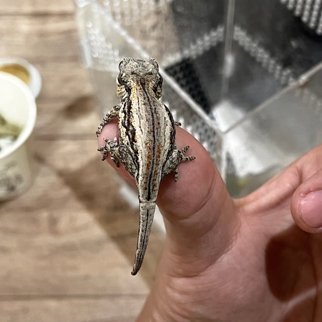 레드 스트라이프