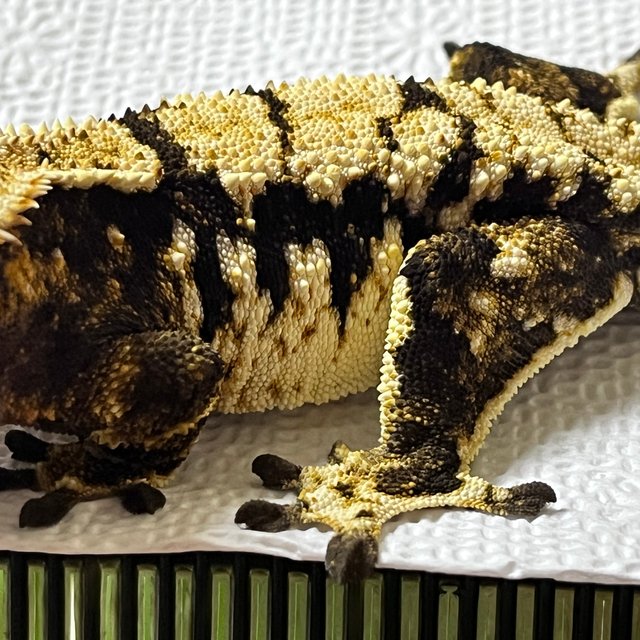 익스트림할리퀸 타이거 트라이 텐저린 옐로우