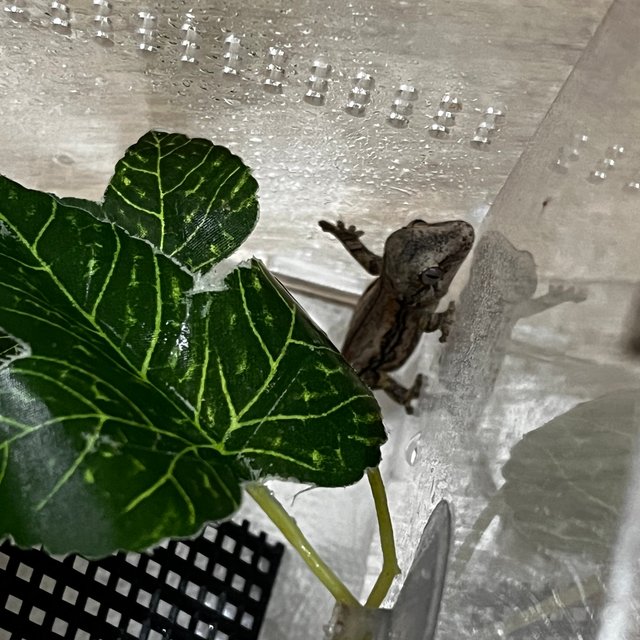 레드 스트라이프