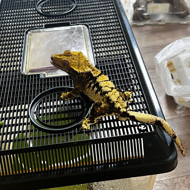 익스트림할리퀸 타이거 트라이 텐저린 옐로우