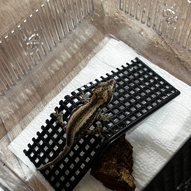 레드 스트라이프