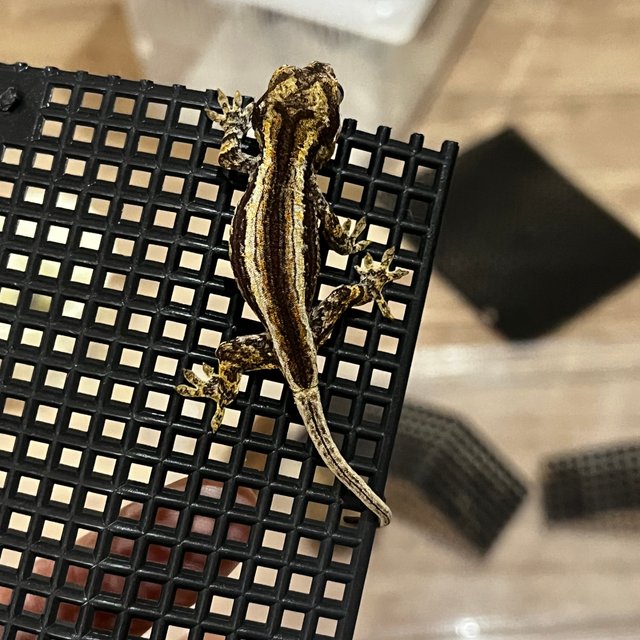 레드 스트라이프