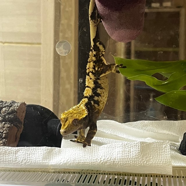 익스트림할리퀸 타이거 트라이 텐저린 옐로우