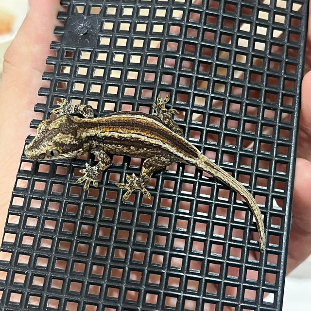 레드 스트라이프