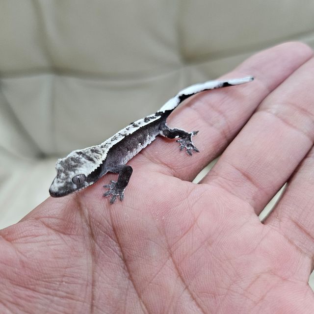 아잔틱