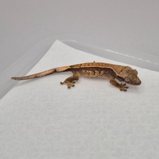 노멀 화이트스팟