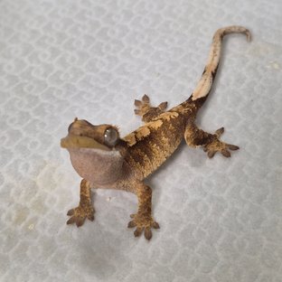 노멀 레드 화이트스팟