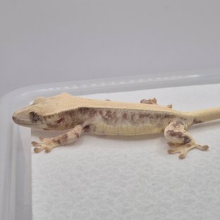 릴리화이트 솔리드백