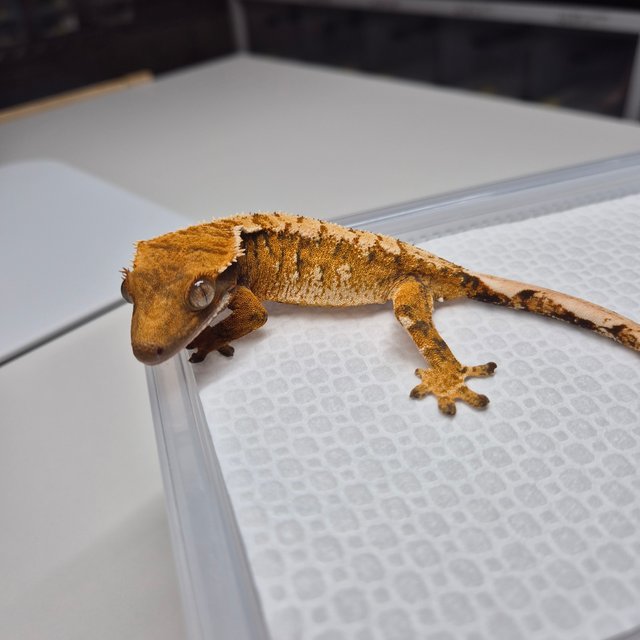 노멀 트라이 화이트스팟