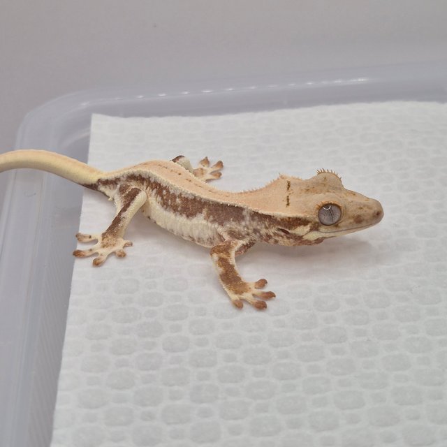 레드 릴리화이트