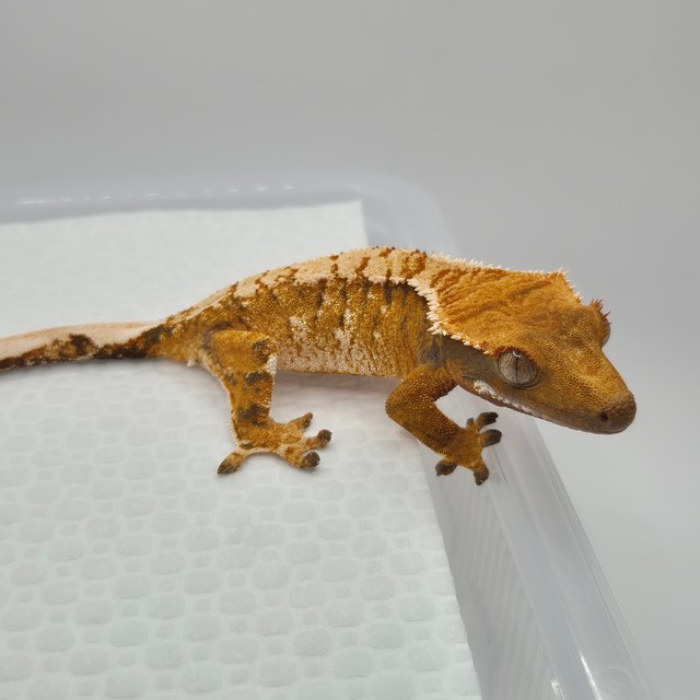 노멀 텐저린 트라이