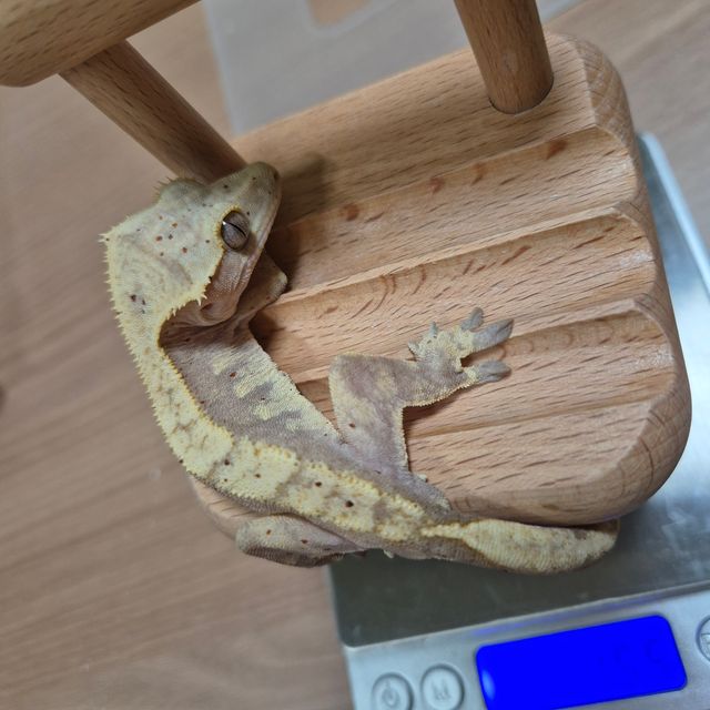 노멀 달마시안 레드