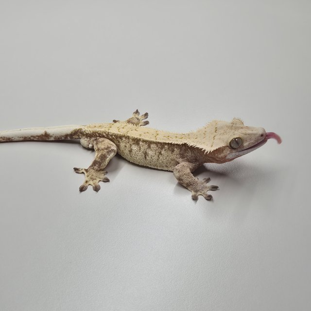 노멀 레드 화이트스팟