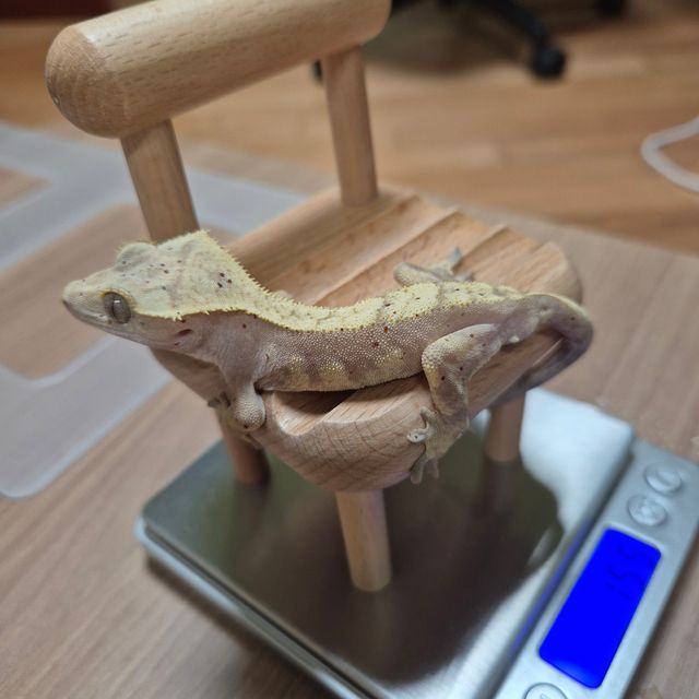 노멀 달마시안 레드