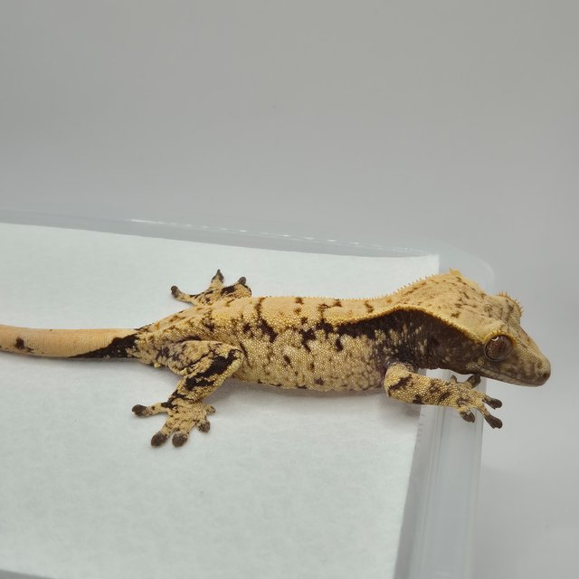 노멀 화이트스팟