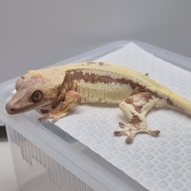 릴리 세이블 레드