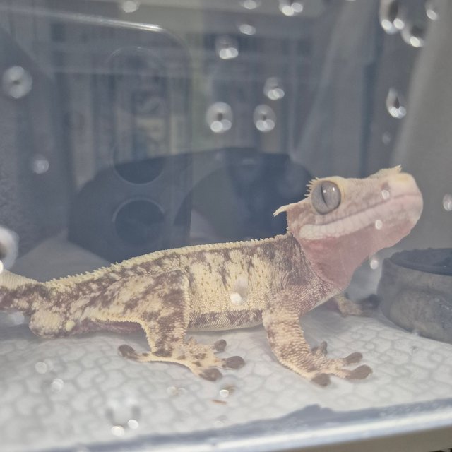 노멀 화이트스팟 레드