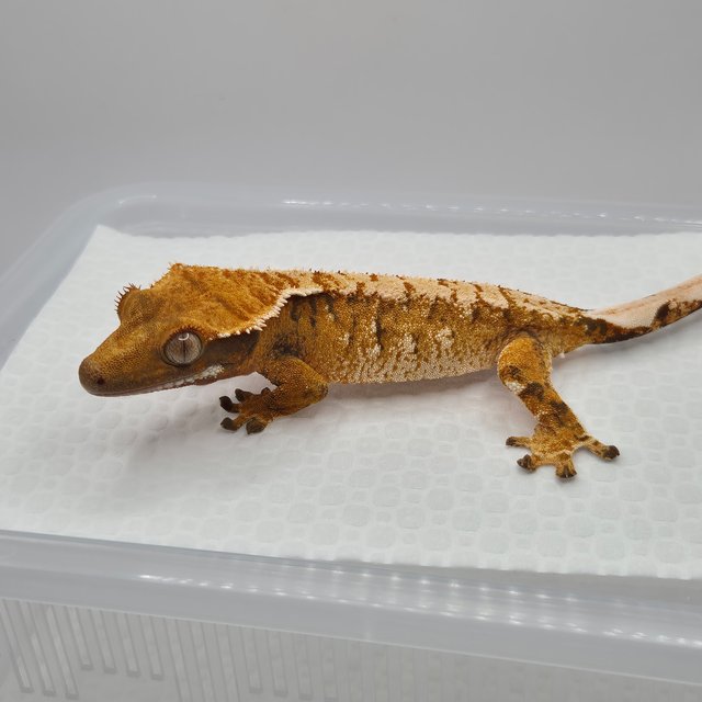 노멀 텐저린 트라이